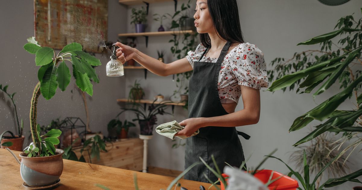 Cây phong thủy trồng trong nhà, trước nhà